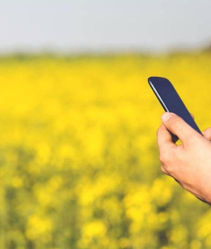 Téléphone devant champs de colza