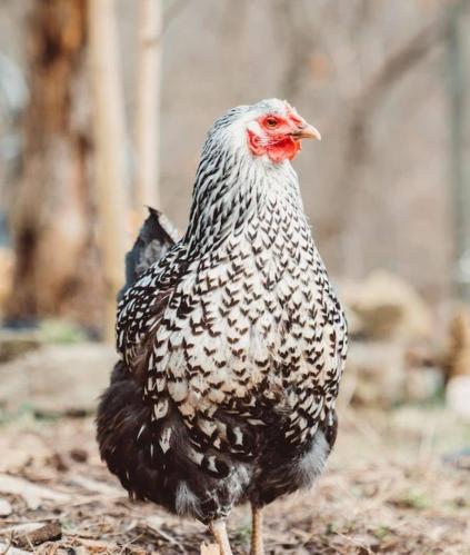 Poule dans une basse cour