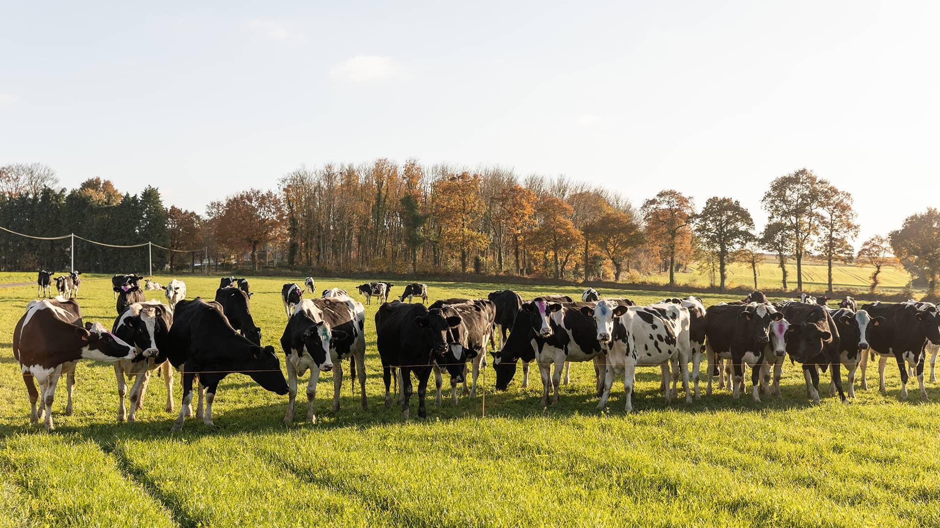 Vache dans un pré - Photo de Alfred Cromback