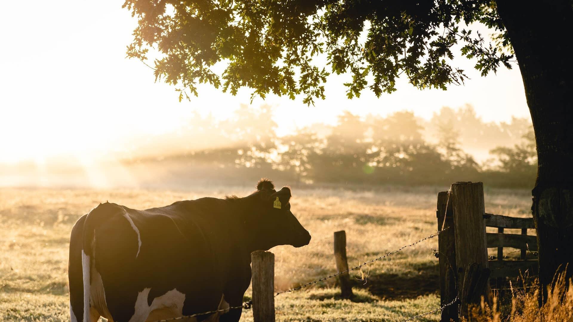 Vache dans un prés