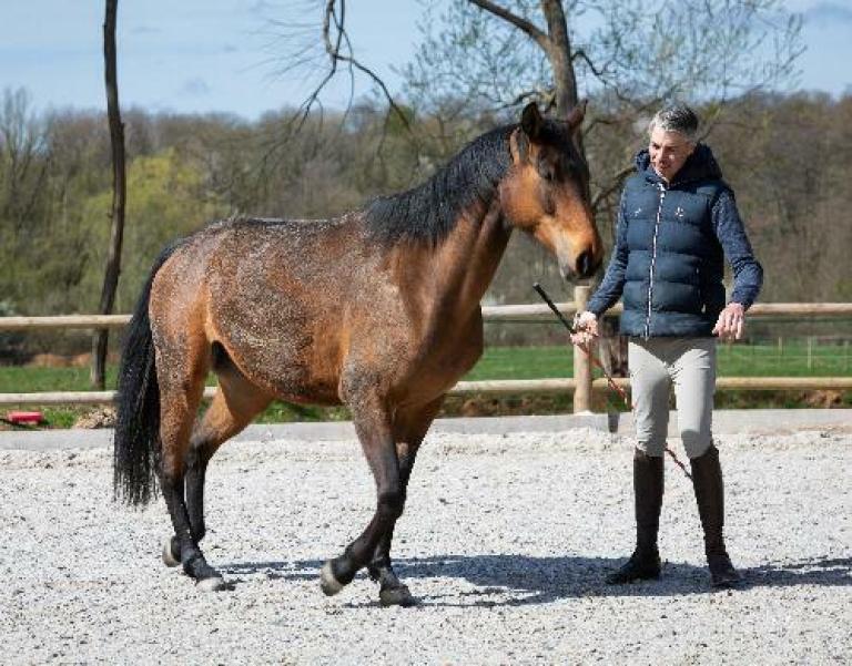 Un homme et son cheval dans la carrière pour illustrer l'expertise d'accompagnement de Cerfrance dans les métiers du cheval