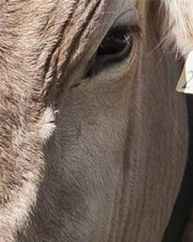 Une vache qui regarde le photographe