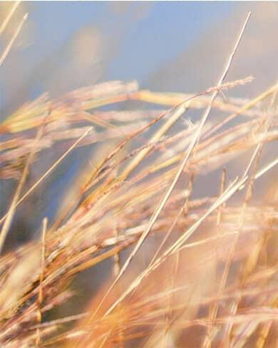 Un champ de blé en france