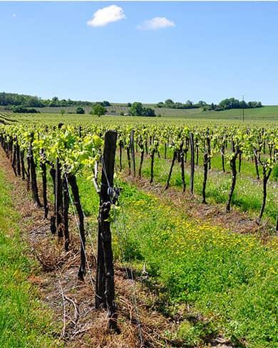 Homme dans sa cave avec des fûts de cognac