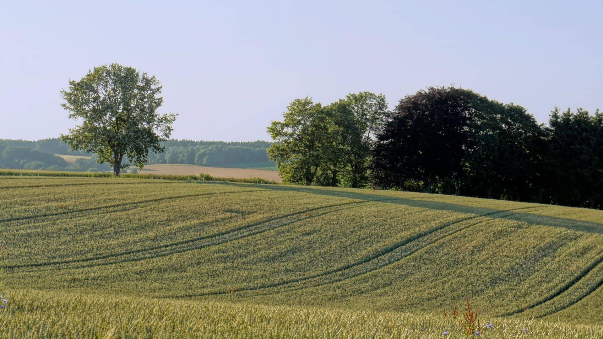 Champs cultivés respectant agroécologie