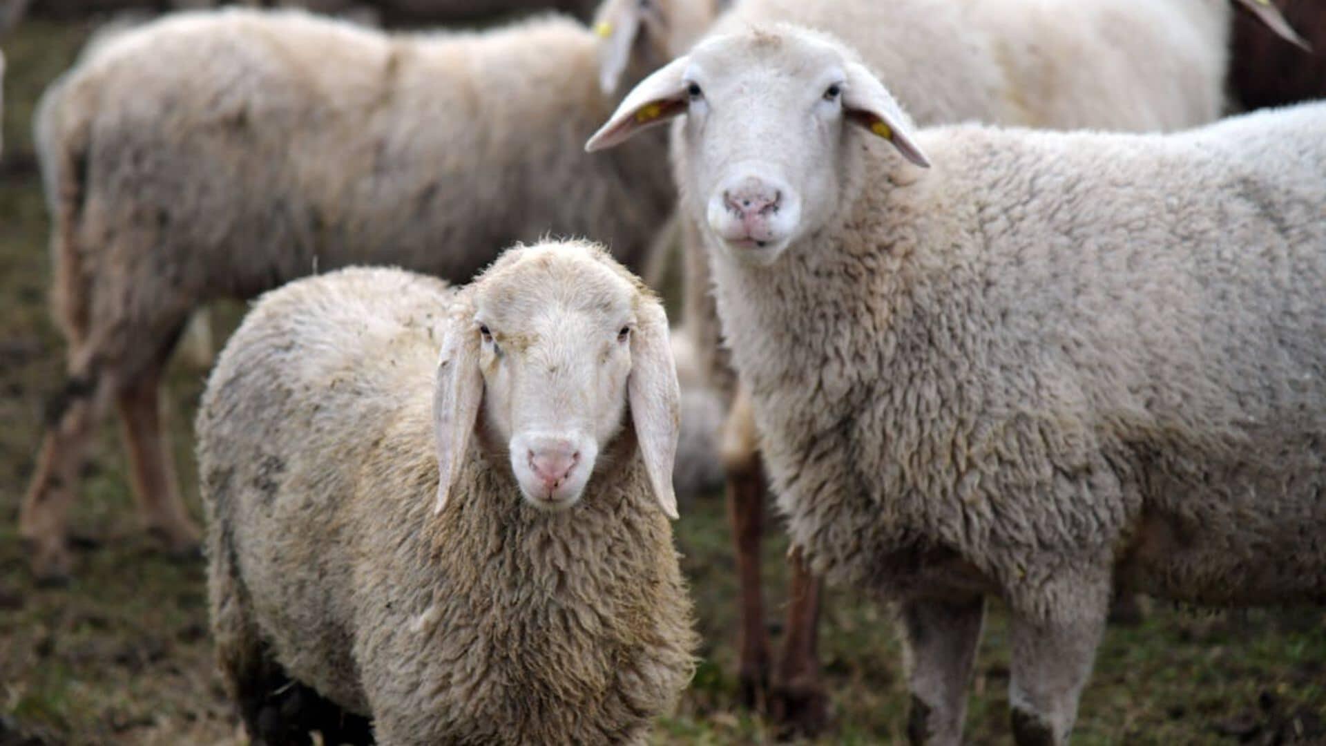 deux brebis côtes à côtes