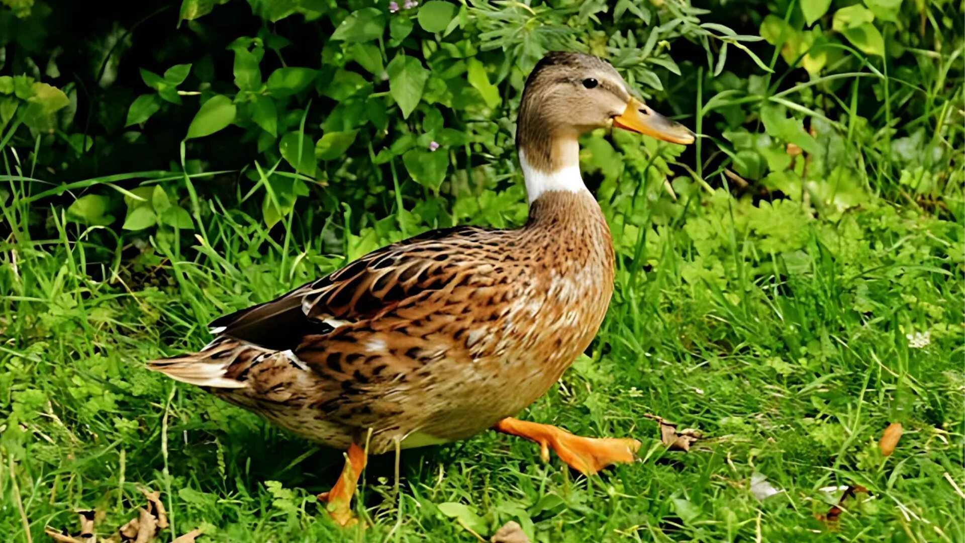 Canard marchant sur l'herbe