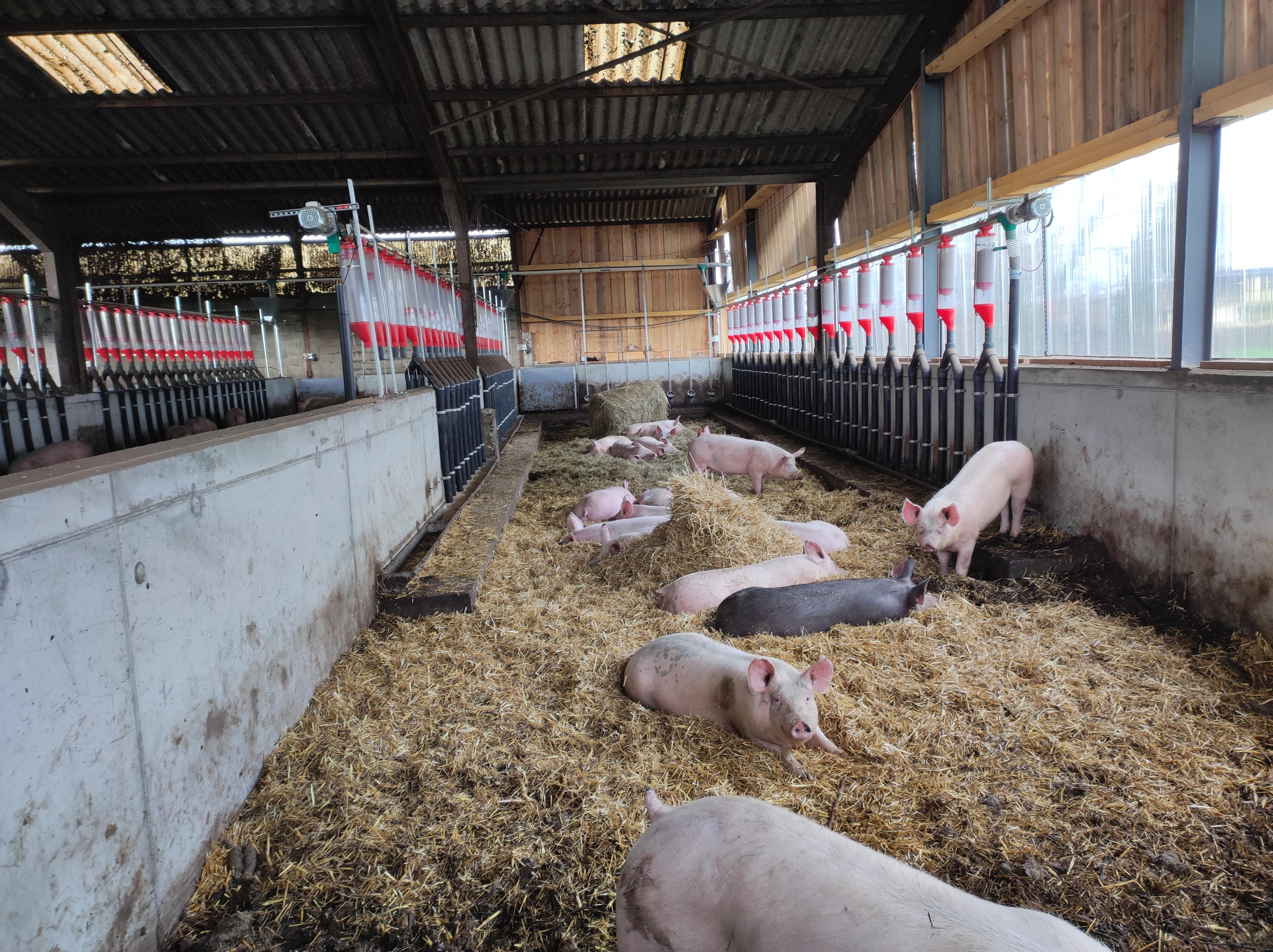 Les deux associés devant leur vache