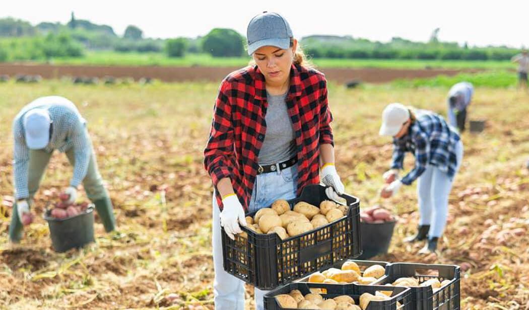Femme dans un champ avec des cagettes qui ramasse des pommes de terre